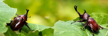 Güzel arka plan yeşil ile gergedan böceği (Allomyrina dithotomus)