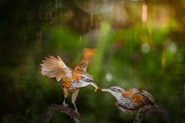 Anne pomatorhinus ruficollis onu besleyen kurt bebekler