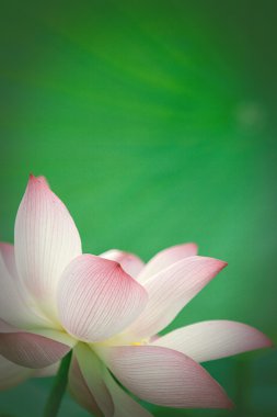 arka plan kullanmak için güzel lotus