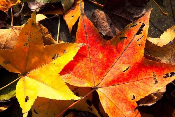 Красные кленовые листья, золотая осень — стоковое фото