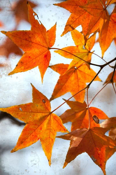 그림 스타일 빨강 단풍나무 잎, 황금가 — 스톡 사진