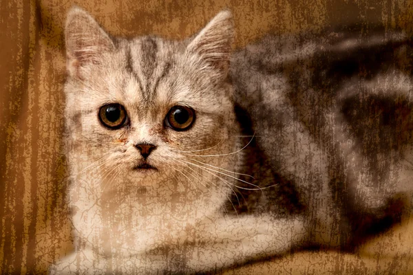 苏格兰折叠式的猫看着某处 — 图库照片