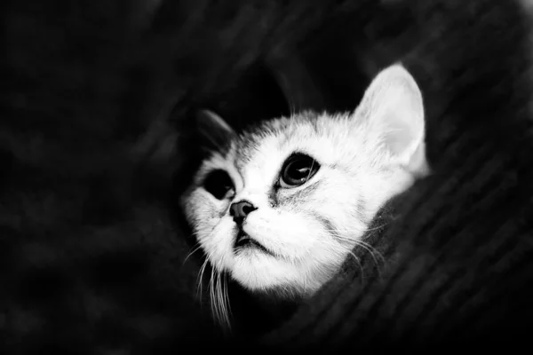 Scottish Fold γάτα κοιτάζει κάπου — Φωτογραφία Αρχείου