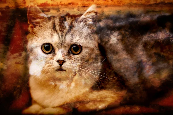 Шотландский кот Fold куда-то смотрит — стоковое фото
