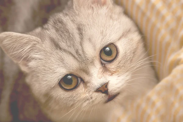 Scottish Fold gato mira en alguna parte —  Fotos de Stock