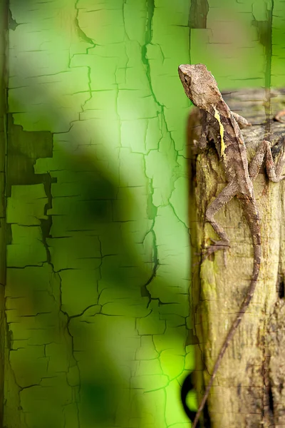 Primer plano de una iguana joven en un entorno natural —  Fotos de Stock
