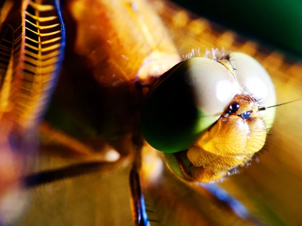 Libelle breitet Flügel aus — Stockfoto