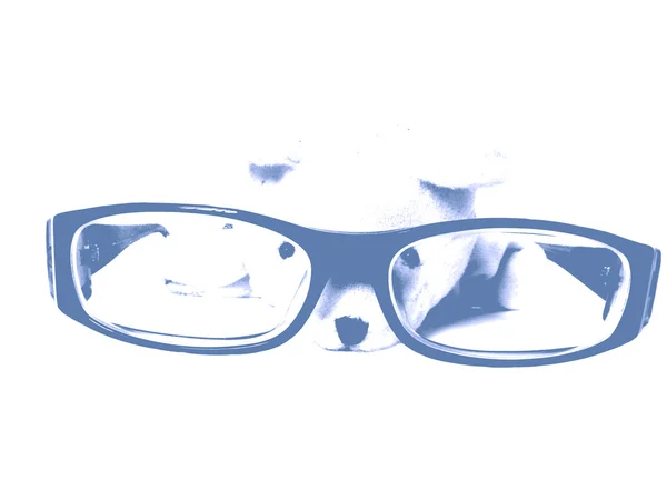 Glasögon med söt hund titta på isolatet av pencial med vit bakgrund — Stockfoto