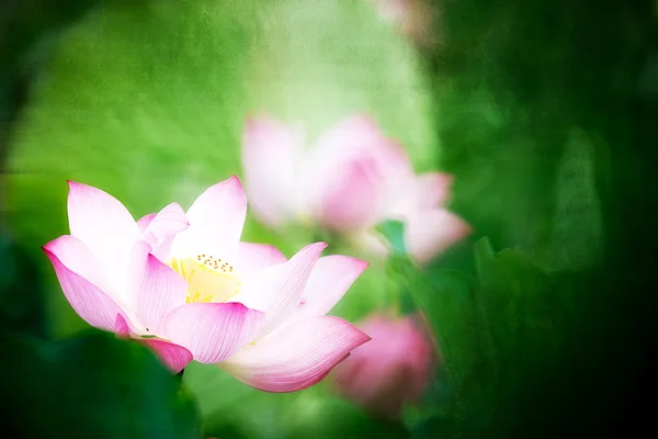 Belle Lotus pour une utilisation de fond — Photo