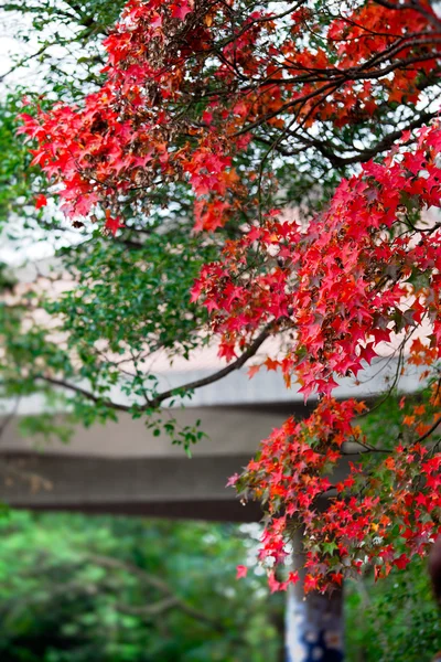 Beautiful maple leaves — Stock Photo, Image