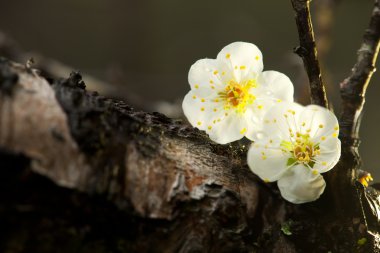 Spring background with plum flowers on black. clipart