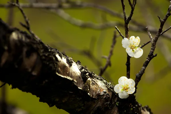 Fundo de primavera com flores de ameixa em preto . — Fotografia de Stock