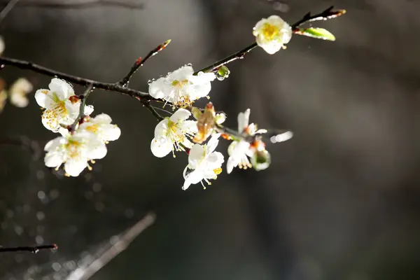 Frühling Hintergrund mit Pflaumenblüten auf schwarz. — Stockfoto