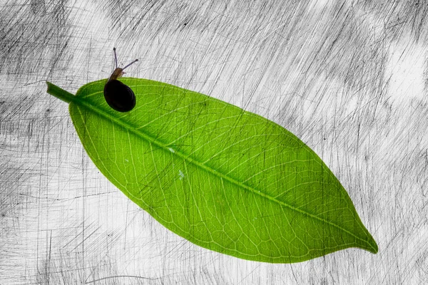葉のカタツムリ — ストック写真