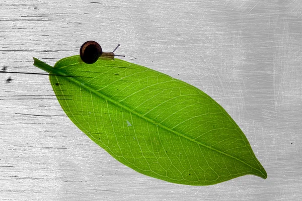 잎 위에 있는 달팽이 — 스톡 사진