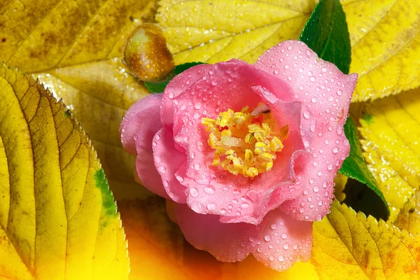 Camellia voor achtergrond of textuur — Stockfoto