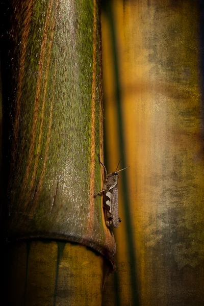Grasshopper standing on bamboo — Stock Photo, Image