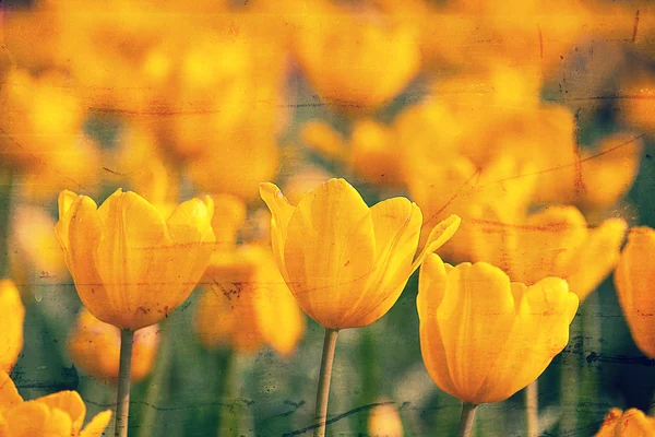 Tulip for background use — Stock Photo, Image