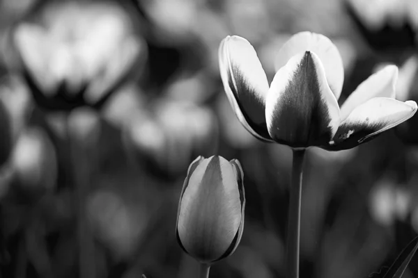 stock image Tulip for background use