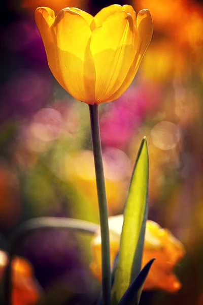 Tulipano per uso di sfondo — Foto Stock