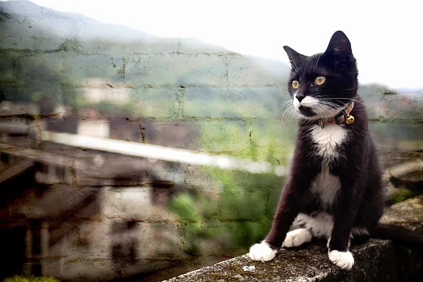 Hou सुरंग में बिल्लियों ताइवान — स्टॉक फ़ोटो, इमेज