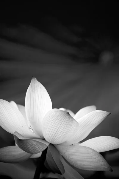 美しい蓮の背景用 — ストック写真