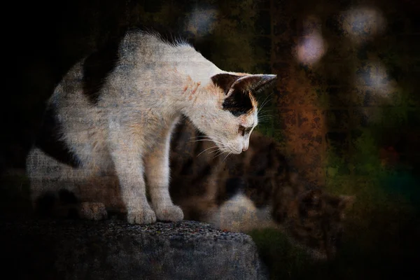 Katten in hou tunnel taiwan — Stockfoto