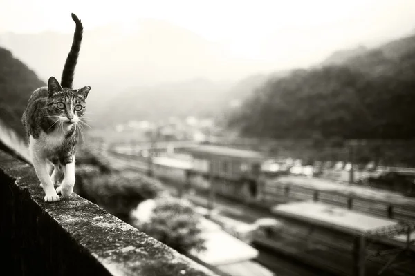 Cats in Hou Tunnel Taiwan — Stock Photo, Image
