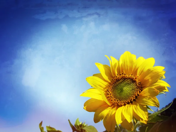 Närbild av sol blomma mot en blå himmel — Stockfoto