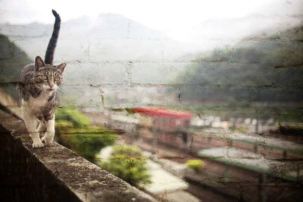 Кішки в Тайвані Hou тунель — стокове фото