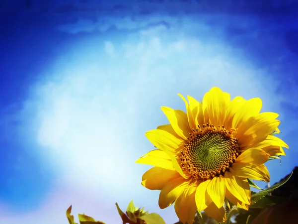 Zbliżenie słonecznego kwiatu do błękitnego nieba — Zdjęcie stockowe