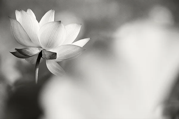 Prachtige lotus voor achtergrond gebruik — Stockfoto