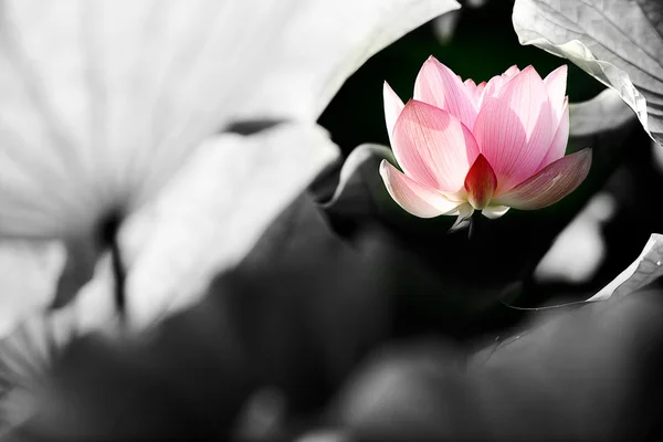 Vackra lotus för bakgrund — Stockfoto
