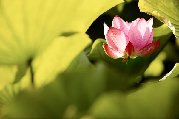 Vackra lotus för bakgrund — Stockfoto