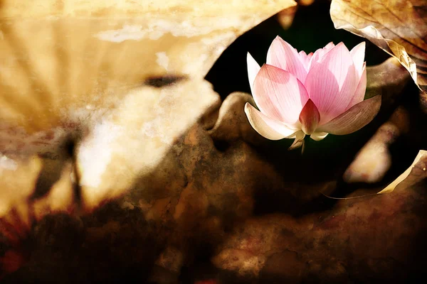 Schöner Lotus für den Hintergrund — Stockfoto