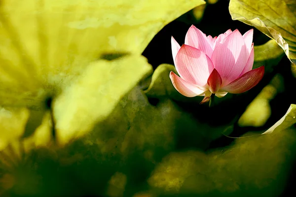 美丽的莲花为背景使用的 — 图库照片