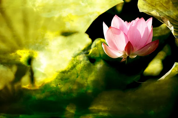 Lotus Indah untuk penggunaan latar belakang — Stok Foto