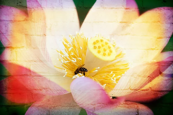 Arka plan kullanmak için güzel lotus — Stok fotoğraf