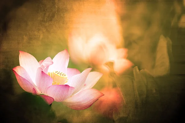 Arka plan kullanmak için güzel lotus — Stok fotoğraf