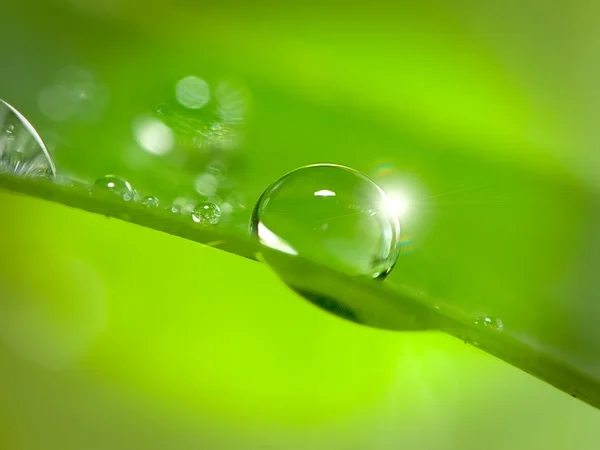 Gotas de água na grama verde — Fotografia de Stock