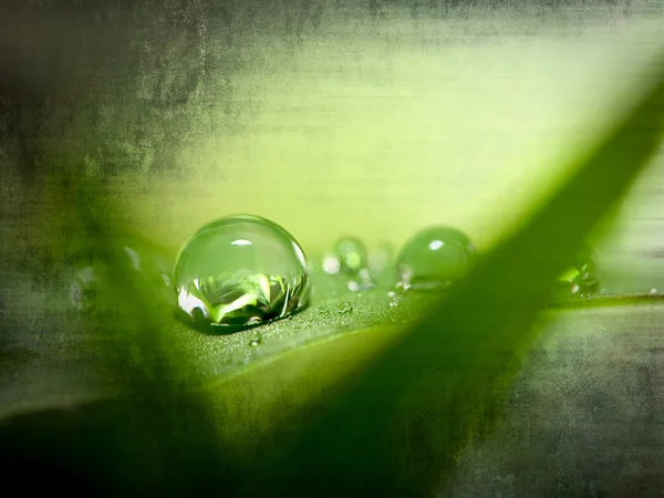 Gotas de agua en la hierba verde —  Fotos de Stock