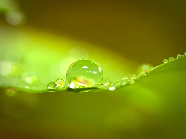 Gotas de água na grama verde — Fotografia de Stock