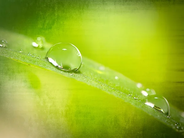 緑の草の上に水が落ちる — ストック写真