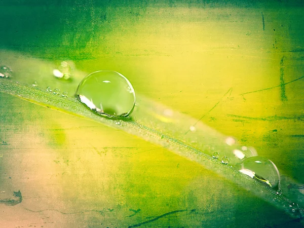 Gotas de água na grama verde — Fotografia de Stock