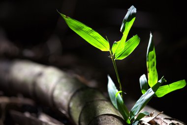 arka plan veya doku bambu