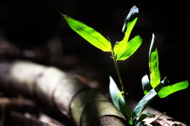 arka plan veya doku bambu