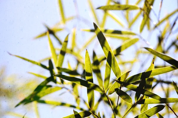 Bambu para fundo ou textura — Fotografia de Stock