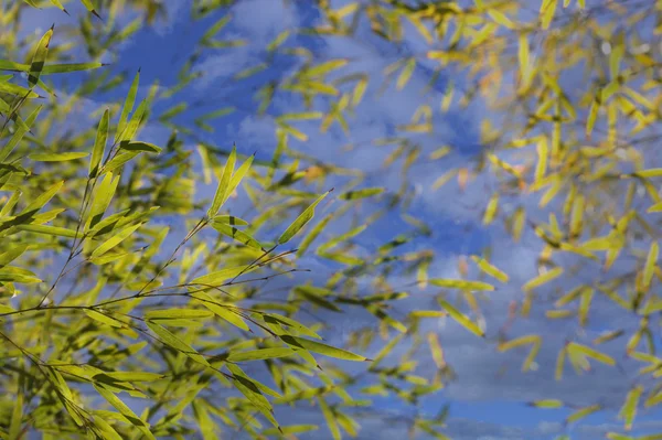 竹の背景やテクスチャ — ストック写真