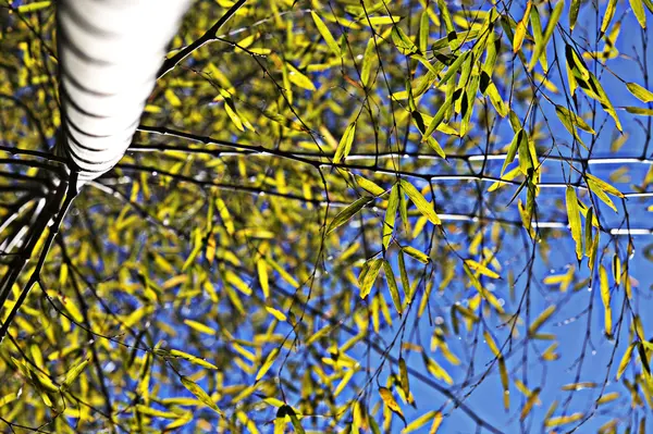 Bambù per sfondo o texture — Foto Stock