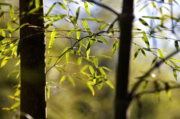 竹背景 — 图库照片